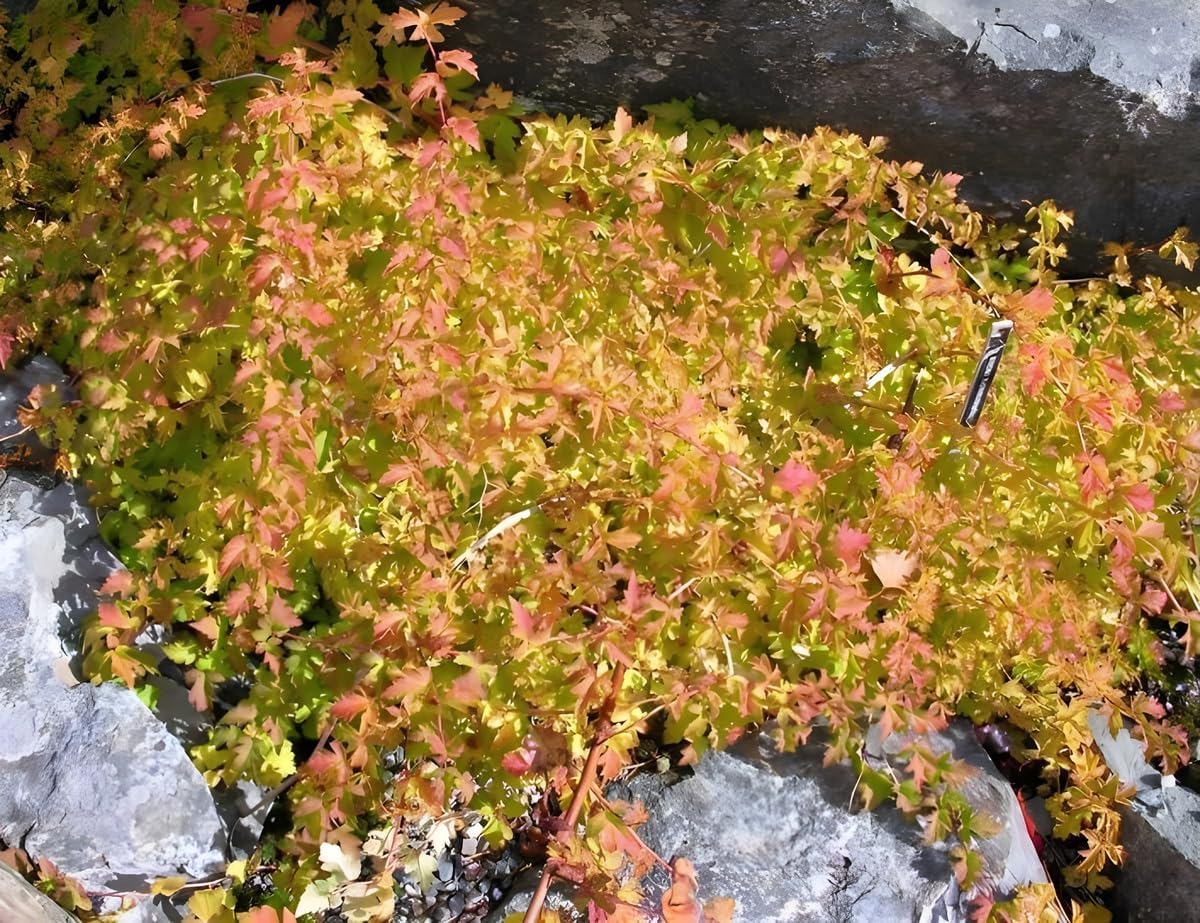 Stephanandra incisa 'Crispa' / Kranzspiere