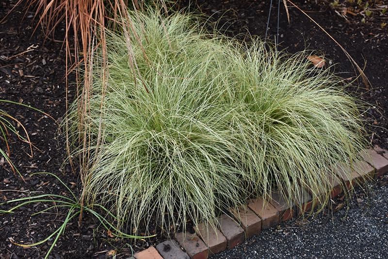 Carex comans 'Amazon Mist' / Neuseeland Segge
