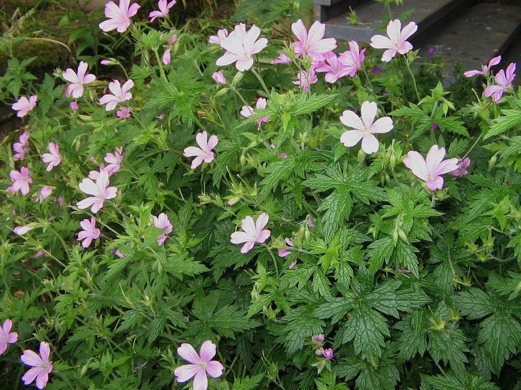 Geranium endressii / Pyrenäen-Storchschnabel