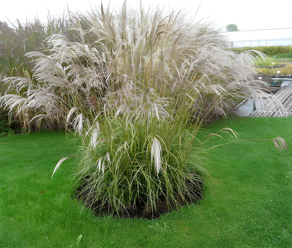 Miscanthus sinensis 'Verneigung' / Weißes Chinaschilf