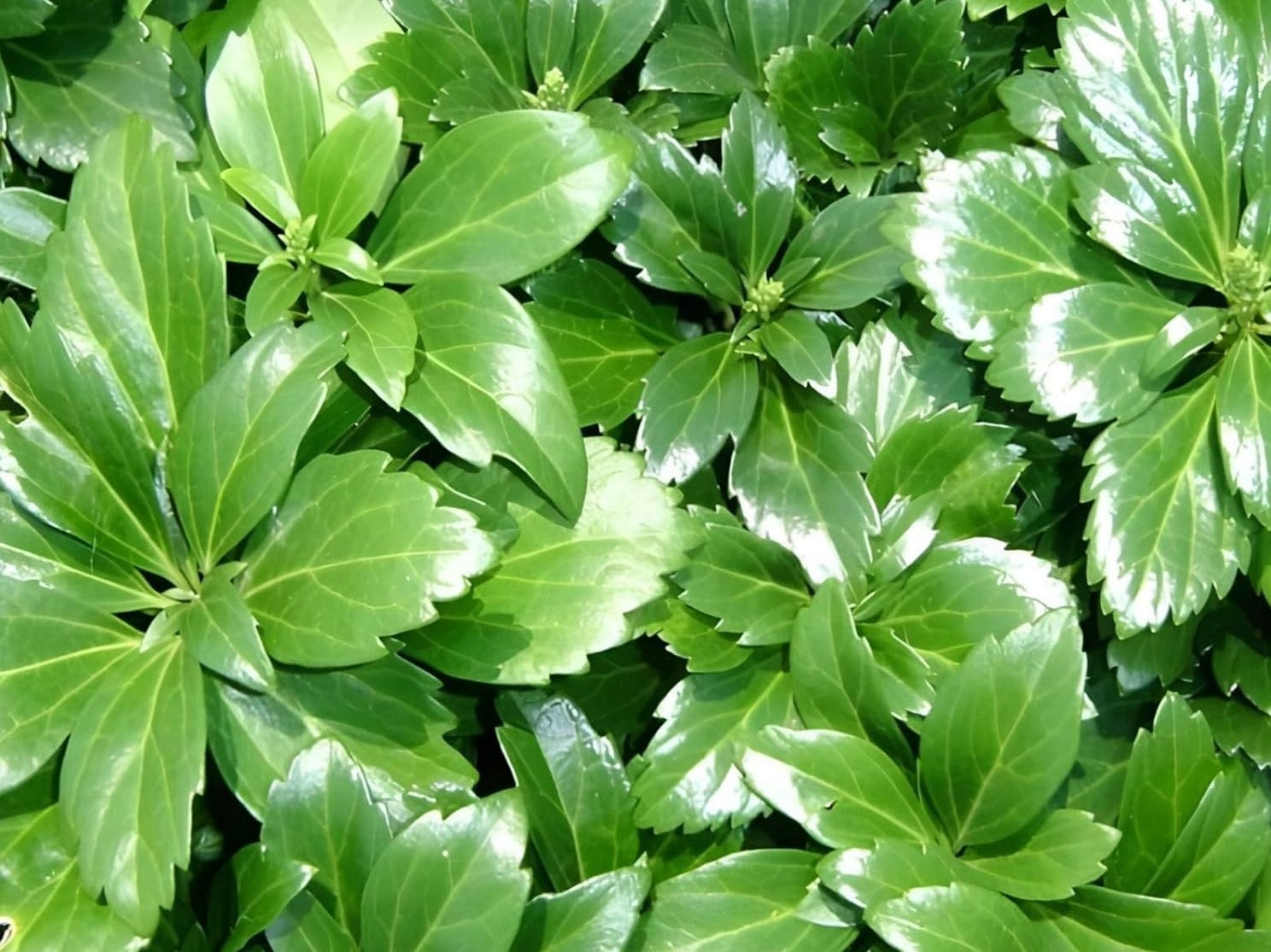 Pachysandra terminalis 'Green Sheen' / Dickmännchen