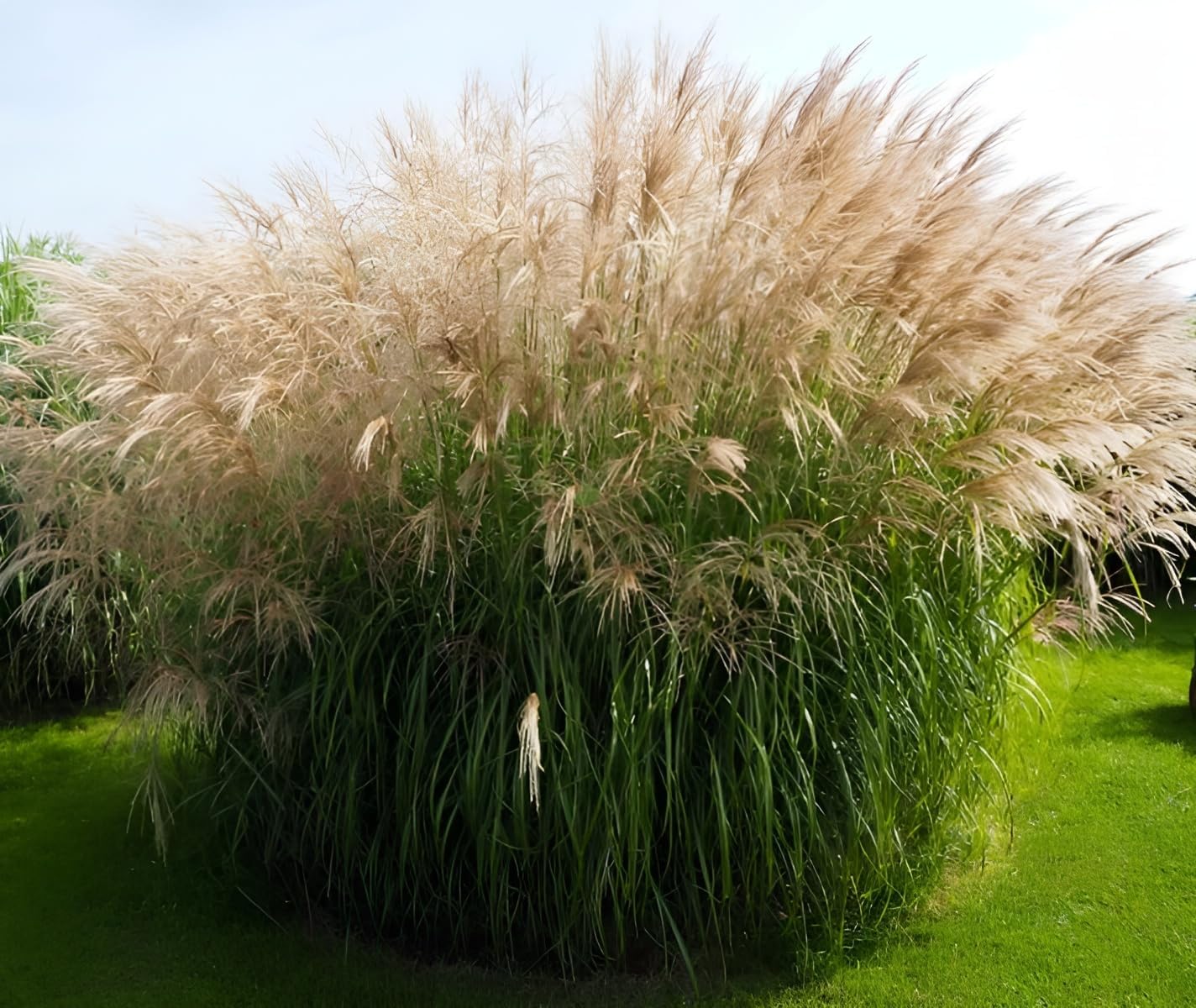Miscanthus sinensis 'Verneigung' / Weißes Chinaschilf