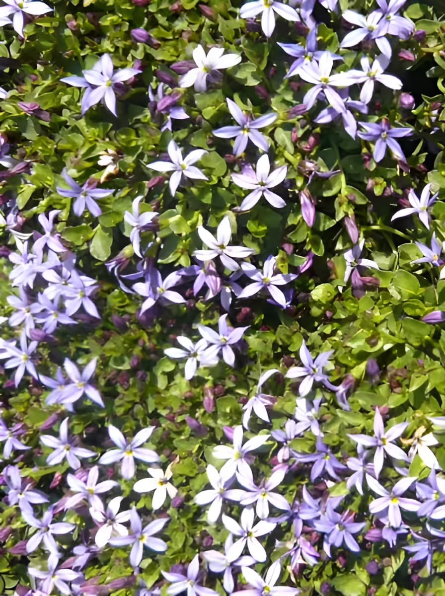 Isotoma fluviatilis 'Dunkelblau' / Blauer Bubikopf