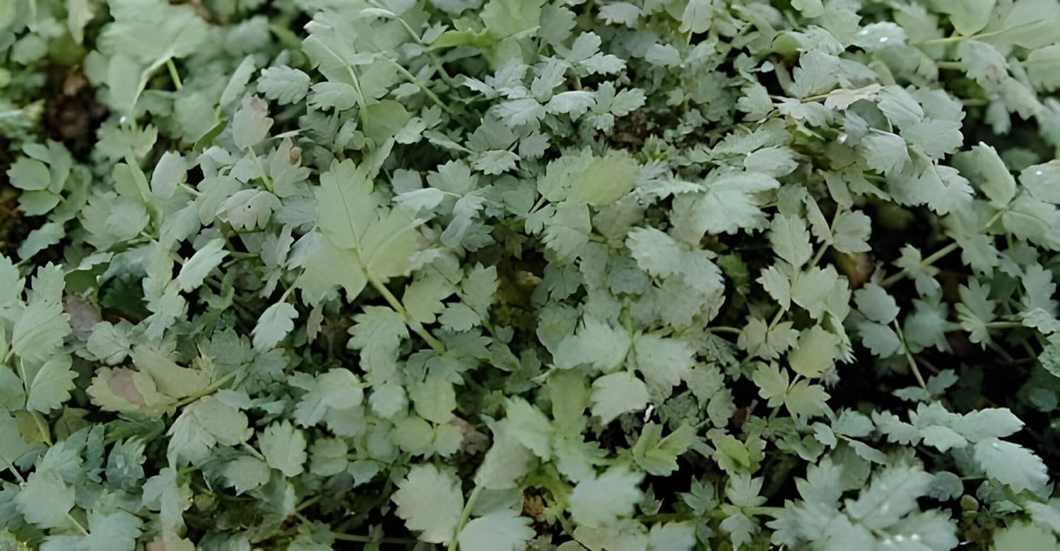 Acaena buchananni / Blaugrünes Stachelnüsschen