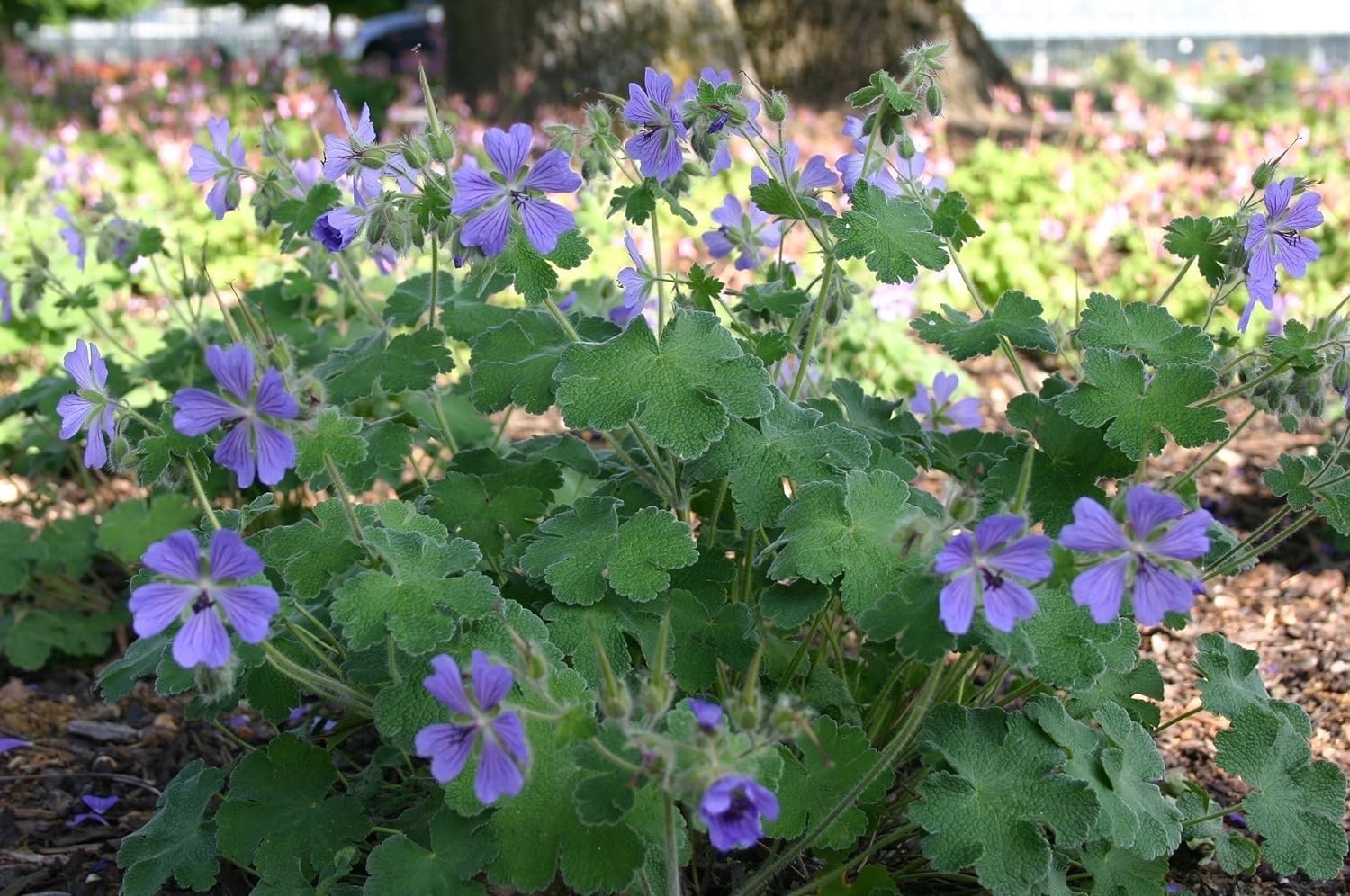 Geranium renardii 'Philippe Vapelle' / Kaukasus Storchschnabel