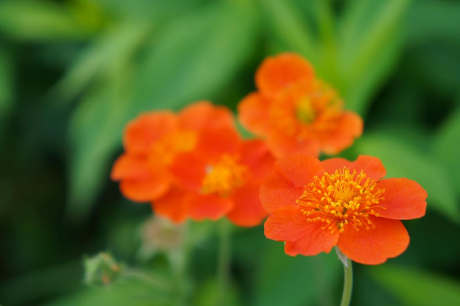 Geum coccineum ‚Koi' / Orangerotblühender Nelkenwurz