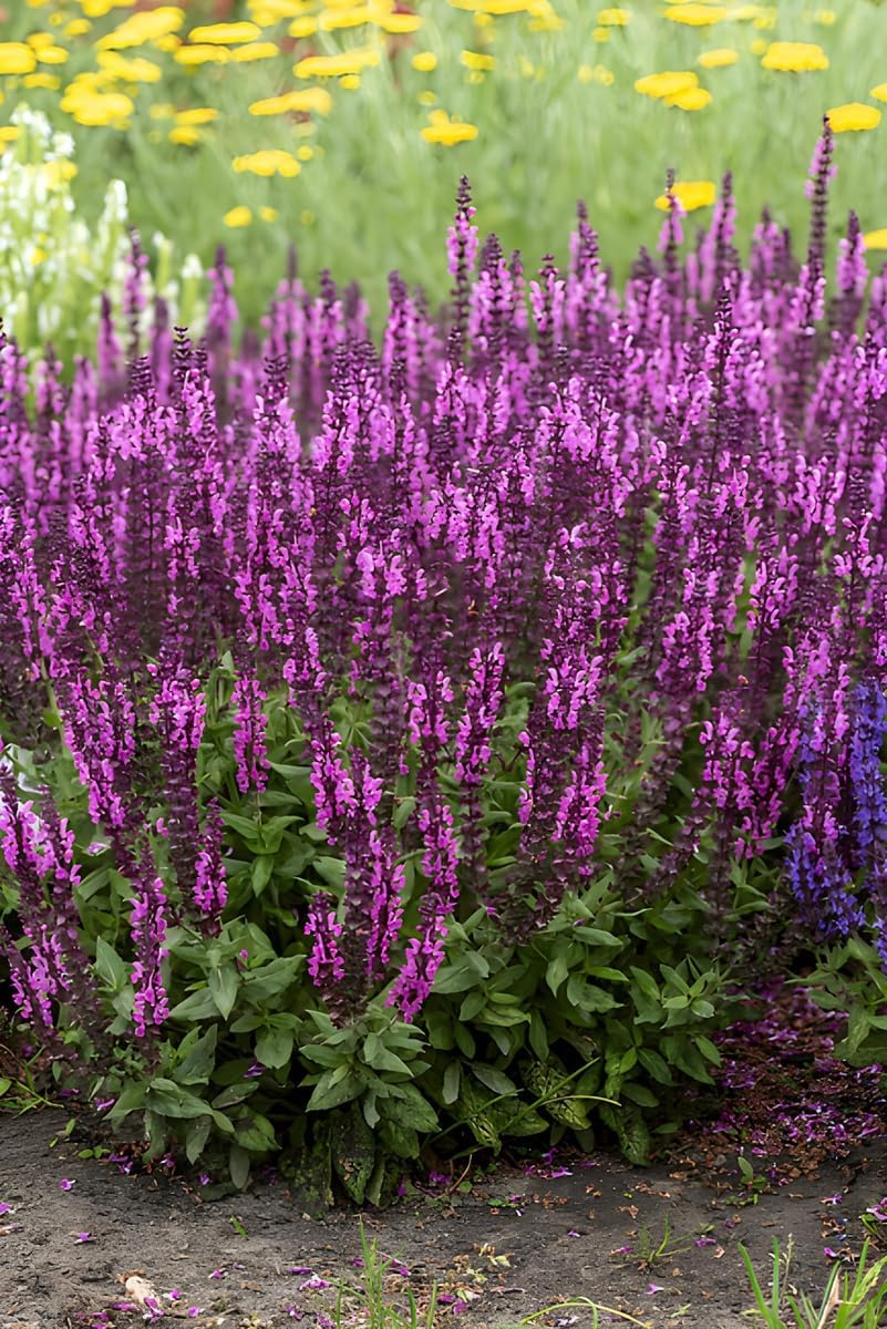 Salvia nemorosa 'Sensation Pink®' / Pinker Steppensalbei