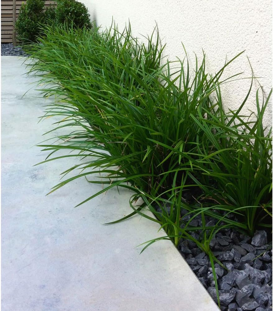 Carex morrowii 'Irish Green' / Segge