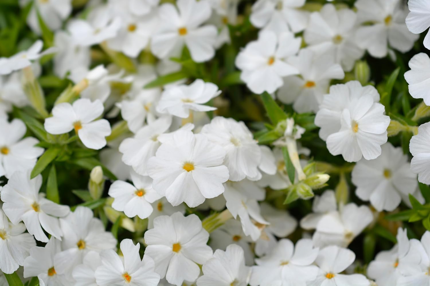 Phlox subulata 'White Delight' / Weißer Polster-Phlox