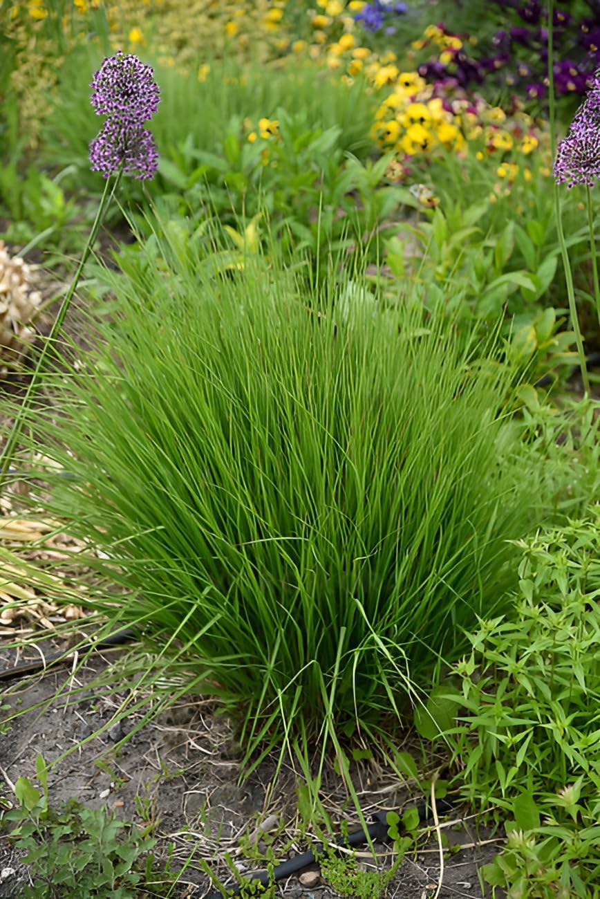 Molinia caerulea 'Heidebraut' / Kleines Pfeifengras