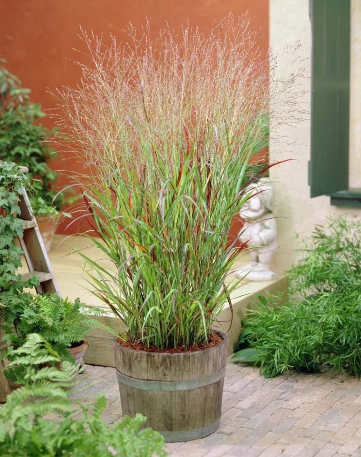Panicum virgatum 'Rehbraun' / Rote Rutenhirse