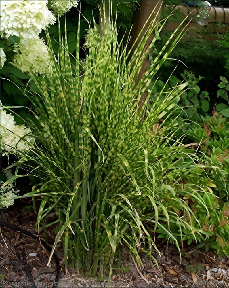 Miscanthus sinensis 'Giraffe' / Zebra Chinaschilf