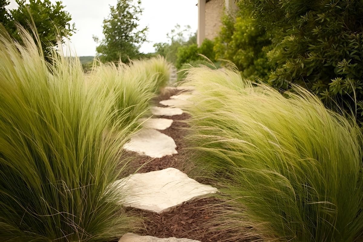 10 x Ziergras Kollektion - Die perfekte Mischung für prachtvolle Gärten