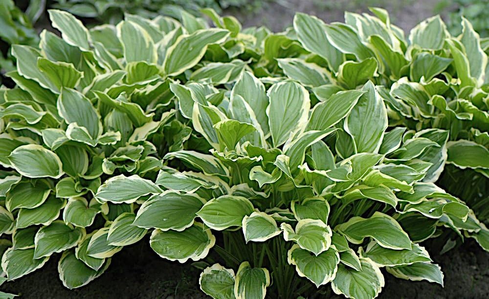Hosta plantaginea 'So Sweet' / Duft Funkie