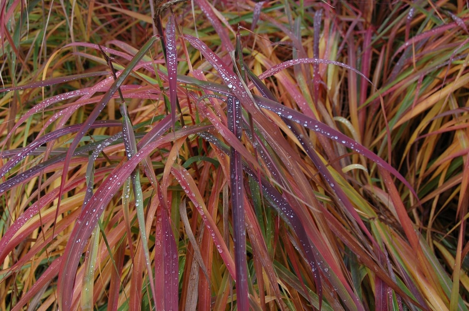Miscanthus sinensis 'Ghana' / Chinaschilf