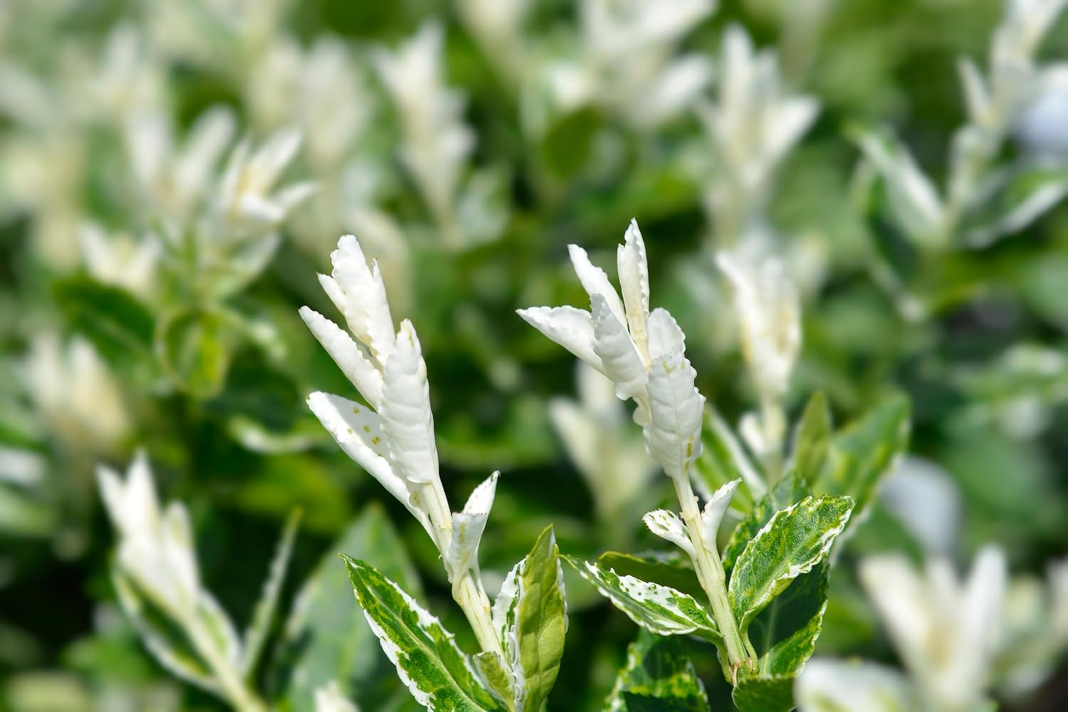 Euonymus fortunei 'Harlequin‘ / weißgrüner Spindelstrauch