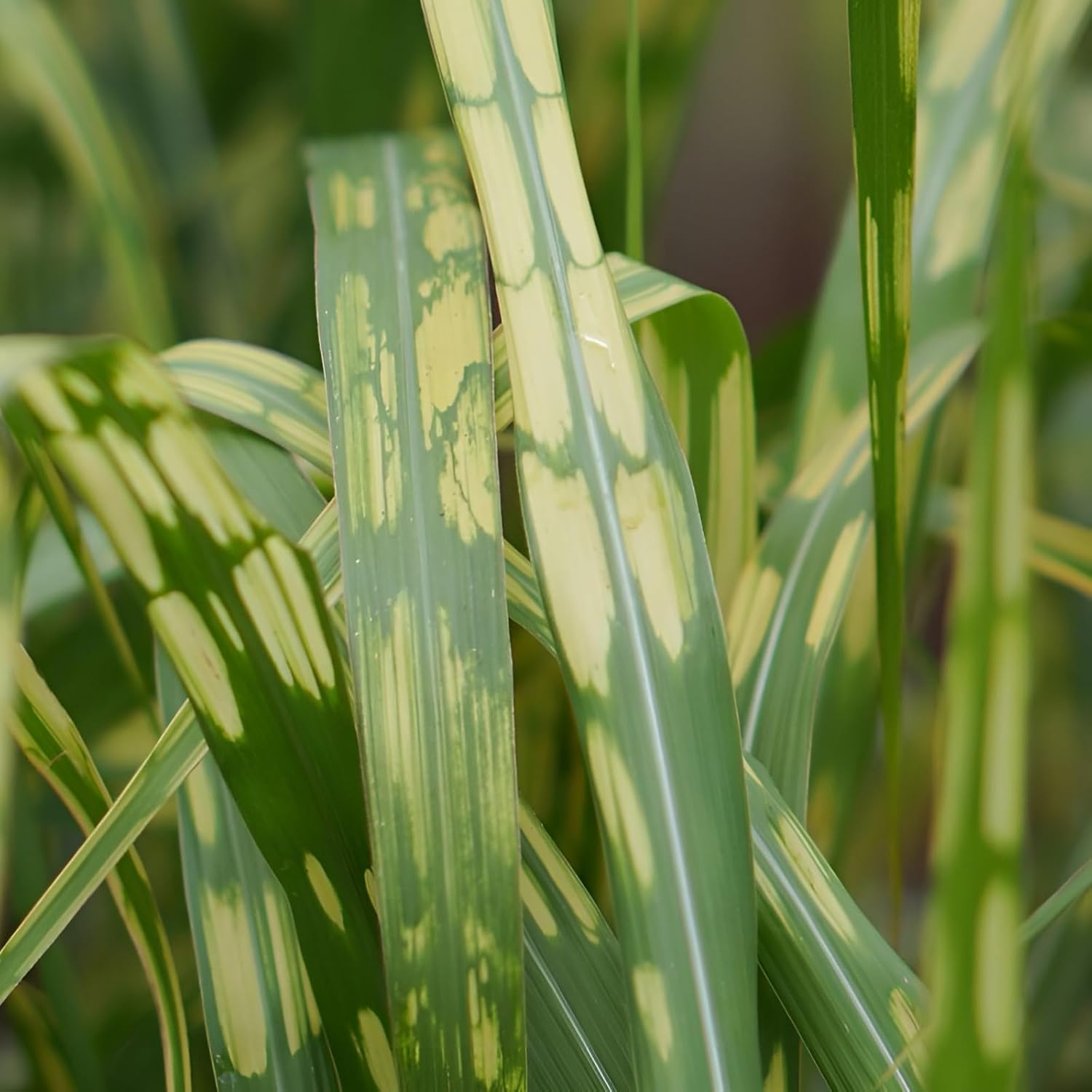 Miscanthus x giganteus 'Aligator'/ Riesen-Chinaschilf - Elefantengras