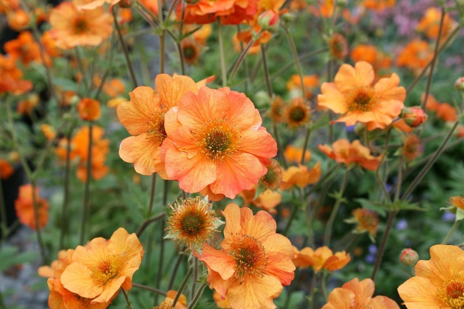 Geum chiloense 'Totally Tangerine' / Oranger Chilenische Nelkenwurz