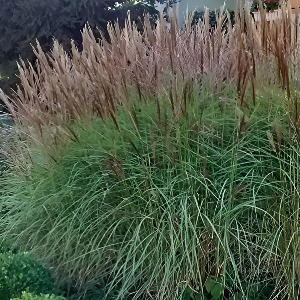 Miscanthus sinensis 'Kleine Silberspinne' / Chinaschilf
