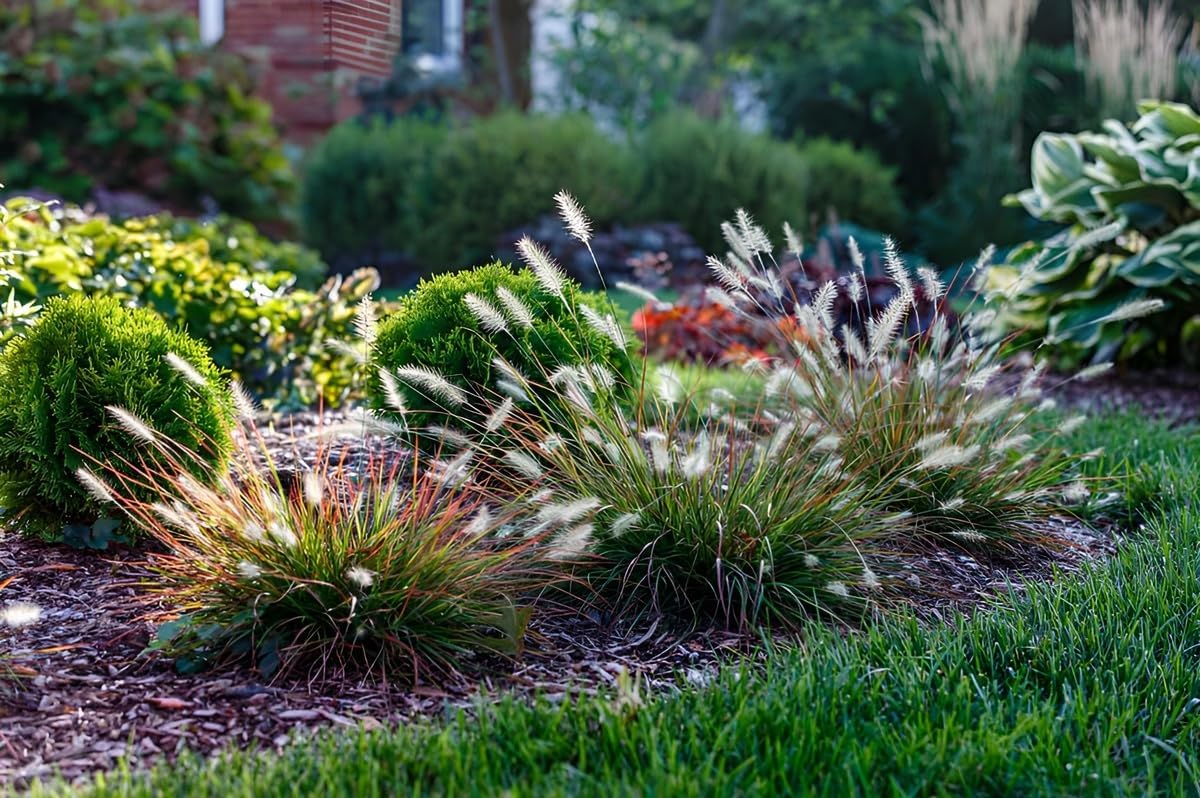Pennisetum alopecuroides 'Burgundy Bunny' / Rotes Zwerg Lampenputzergras