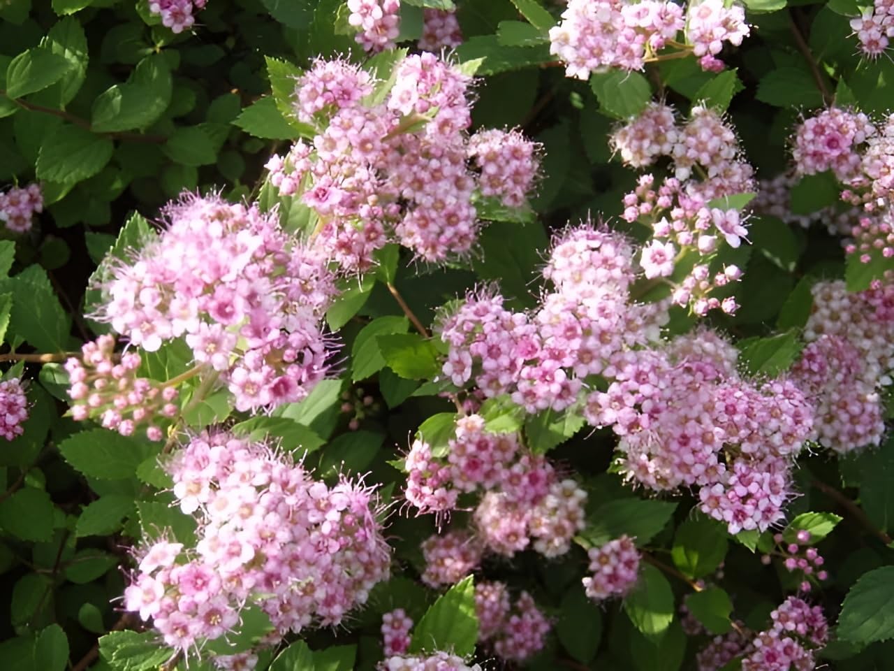 Spiraea japonica 'Little Princess‘ / Rosa Zwergspiere