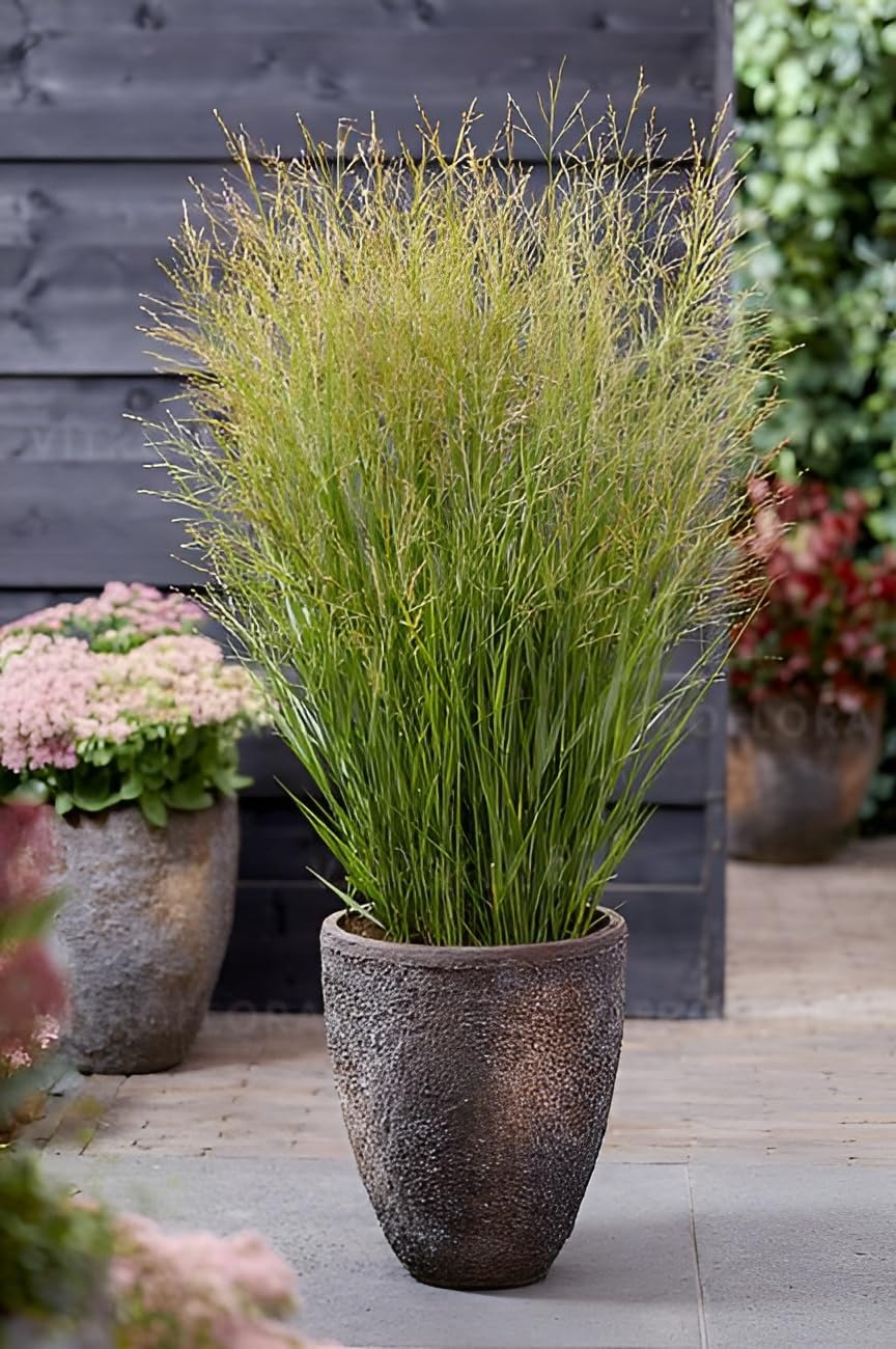 Panicum virgatum 'JS Buffalo Green' / Rutenhirse