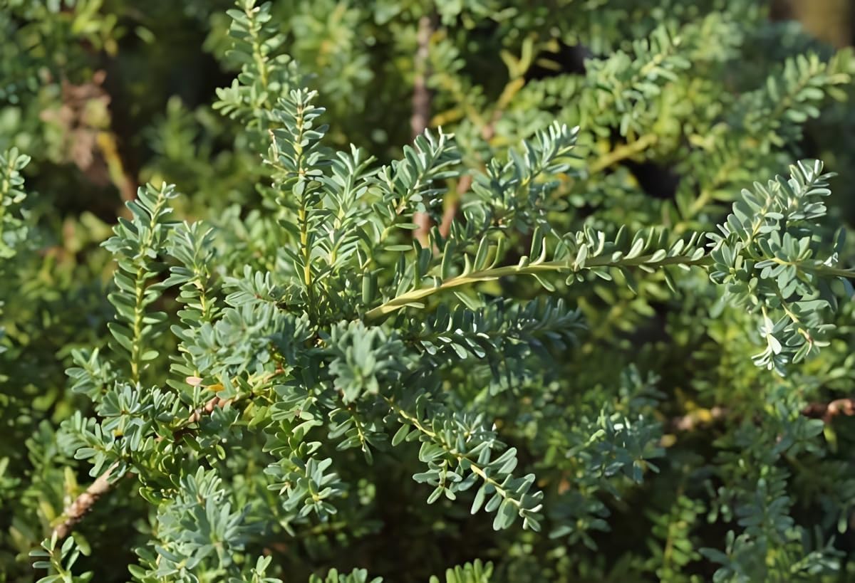 Podocarpus lawrencei 'Blue Gem' / Blaue Steineibe