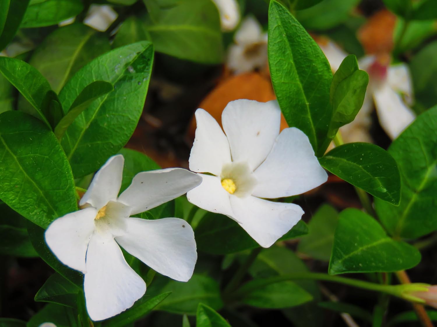 Vinca minor 'Alba' / Kleines Immergrün