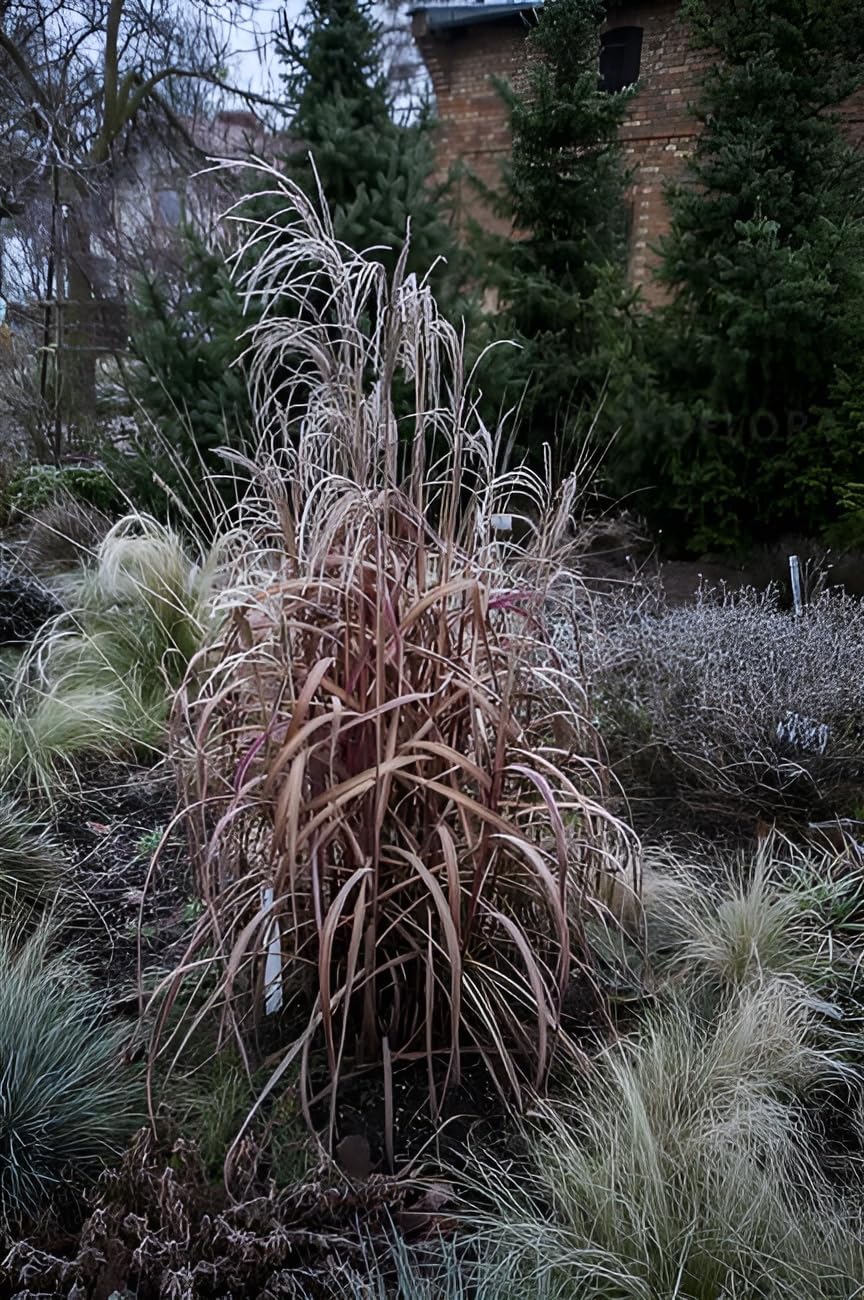 Miscanthus sinensis 'Navajo' / Chinaschilf