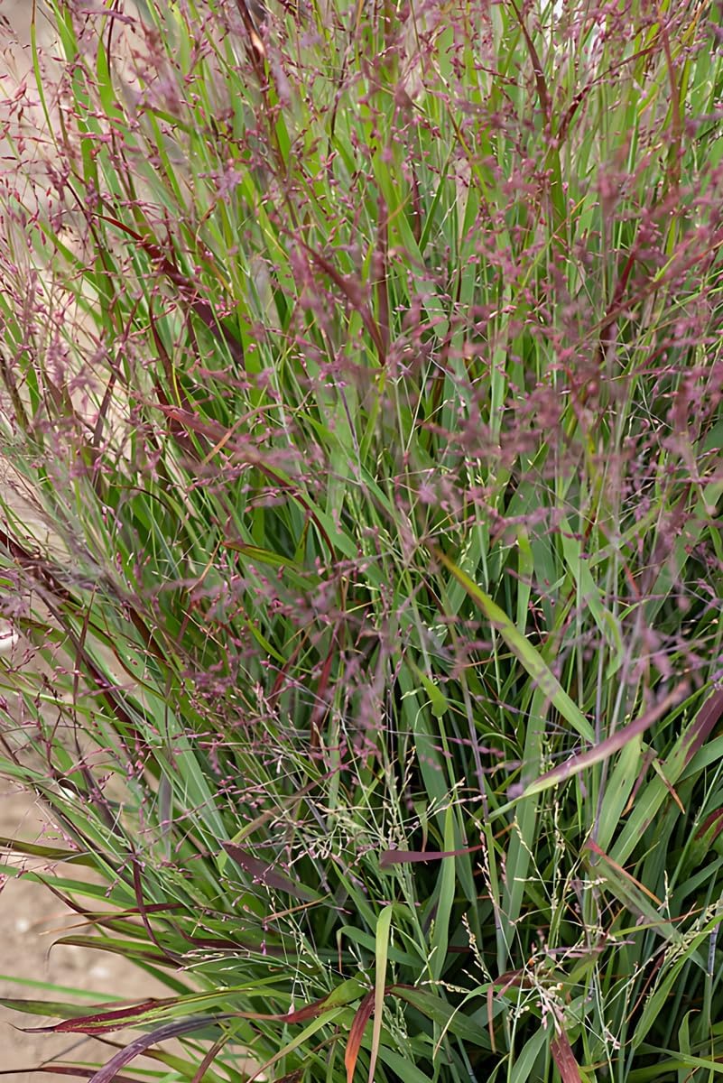 Panicum virgatum 'Shenandoah' / Rote Rutenhirse