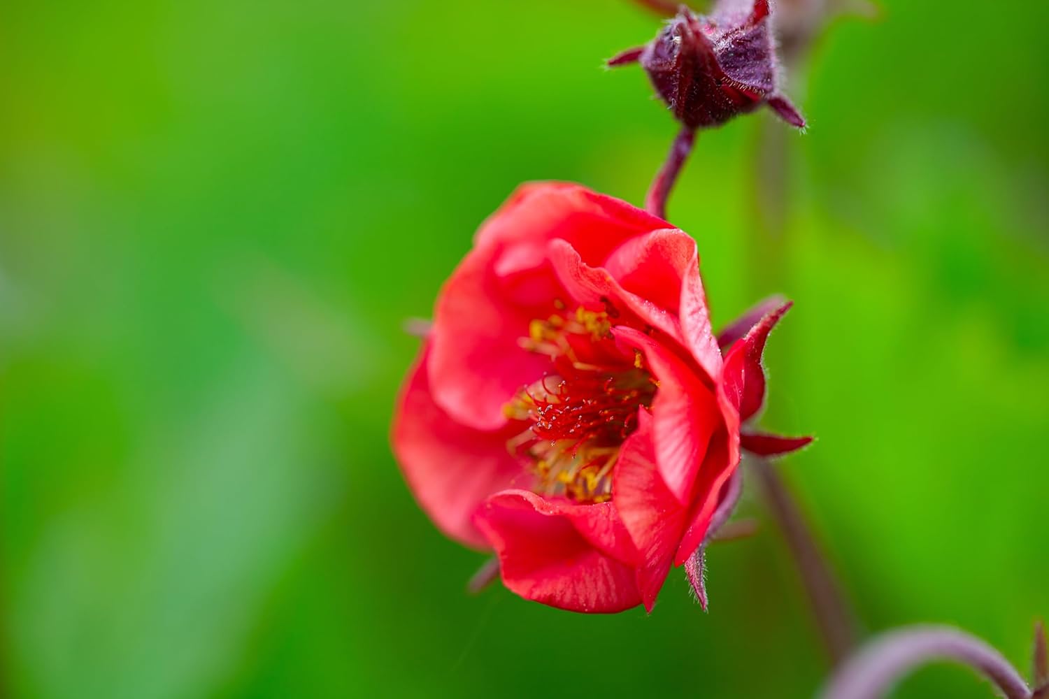 Geum rivale 'Flames of Passion‘ / feuerroter Bach Nelkenwurz