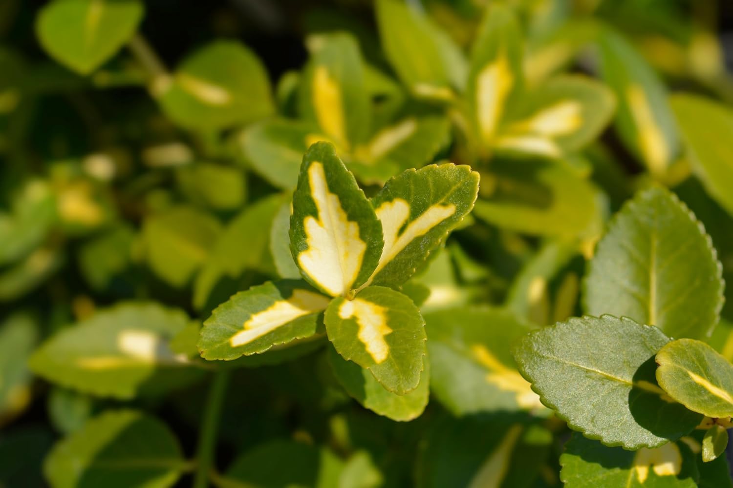 Euonymus fortunei ’Sunspot‘ / Gelbbunte Kriechspindel