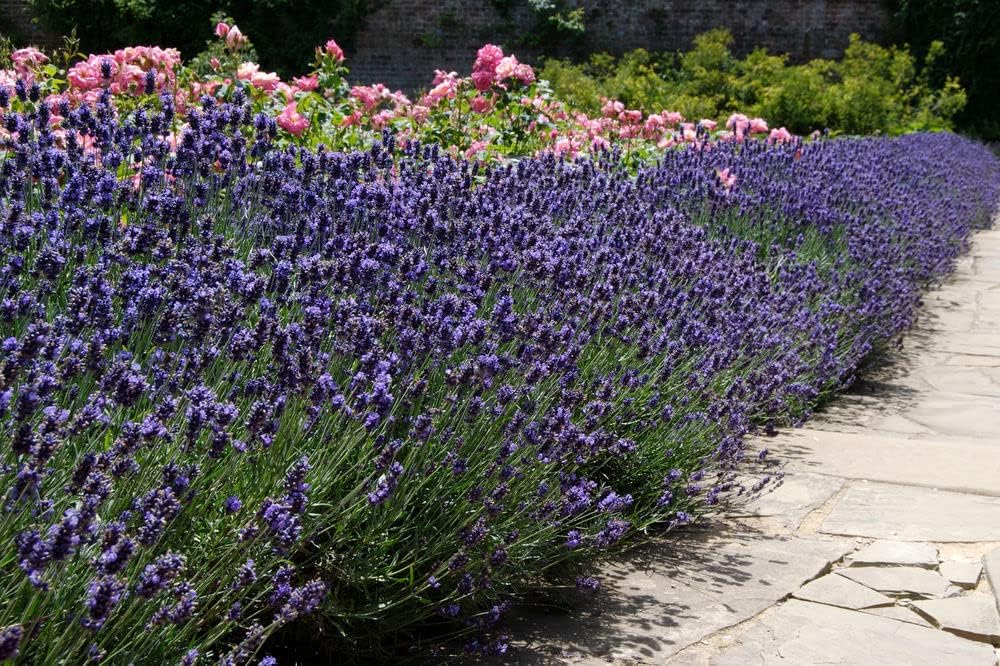Lavandula angustifolia 'Dwarf Blue' / Echter Lavendel