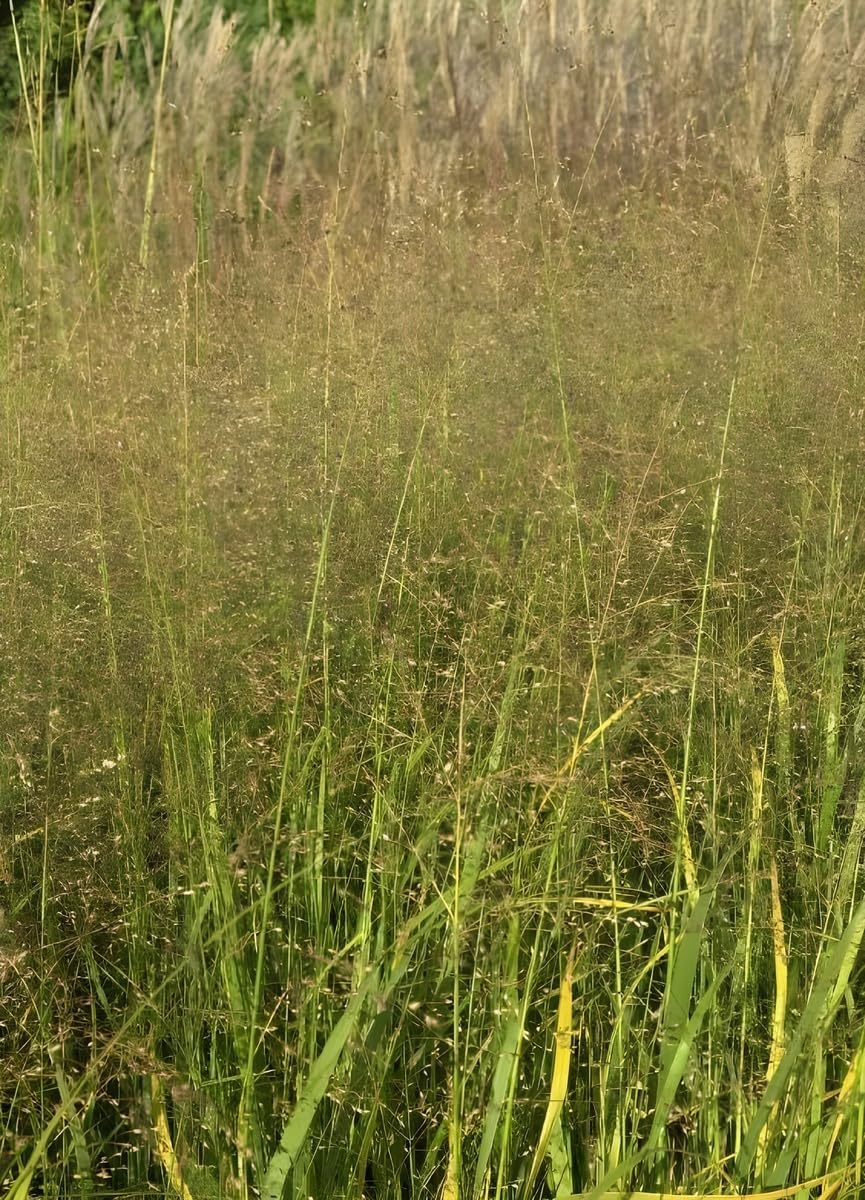 Panicum virgatum 'Strictum' / Gelbe Rutenhirse