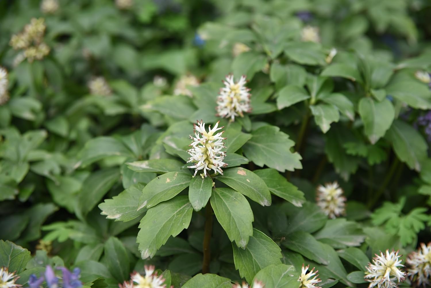 Pachysandra terminalis / Dickmännchen