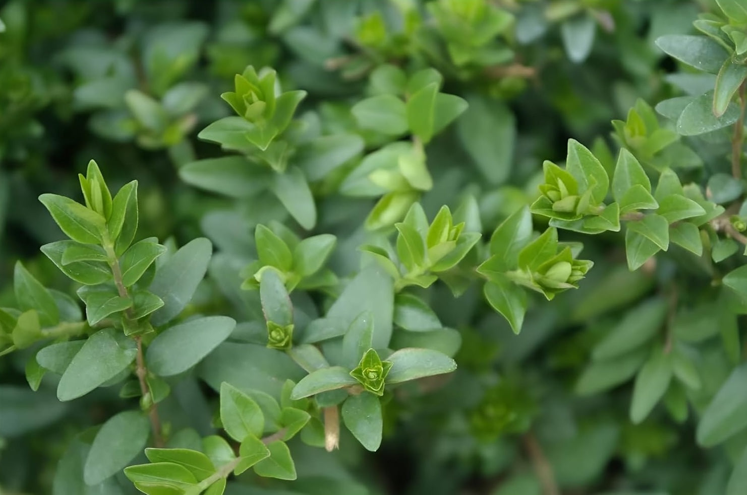 Lonicera nitida 'Maigrün‘ / Heckenmyrthe