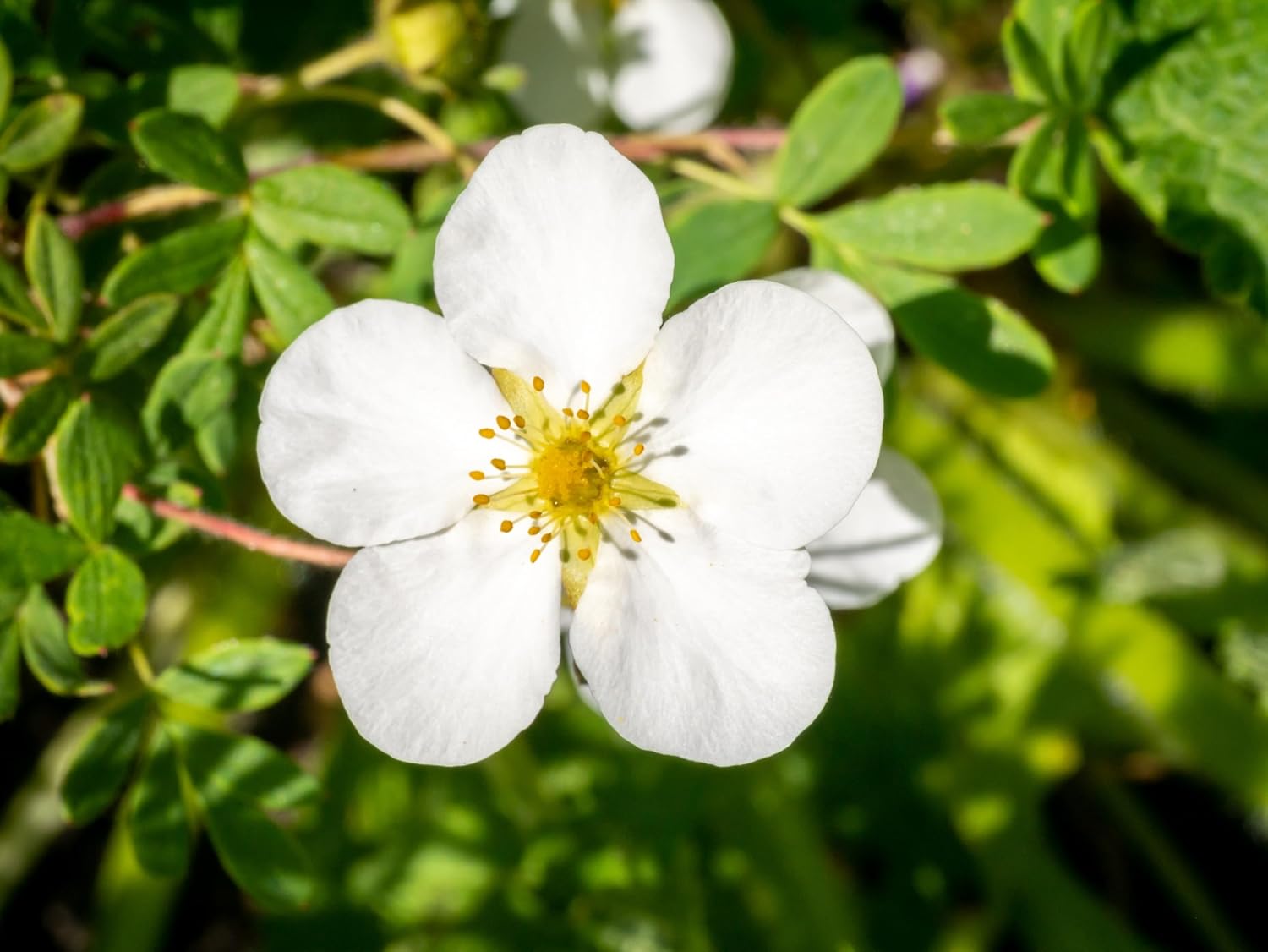 Potentilla fruticosa 'Abbotswood' / Weißer Fingerstrauch