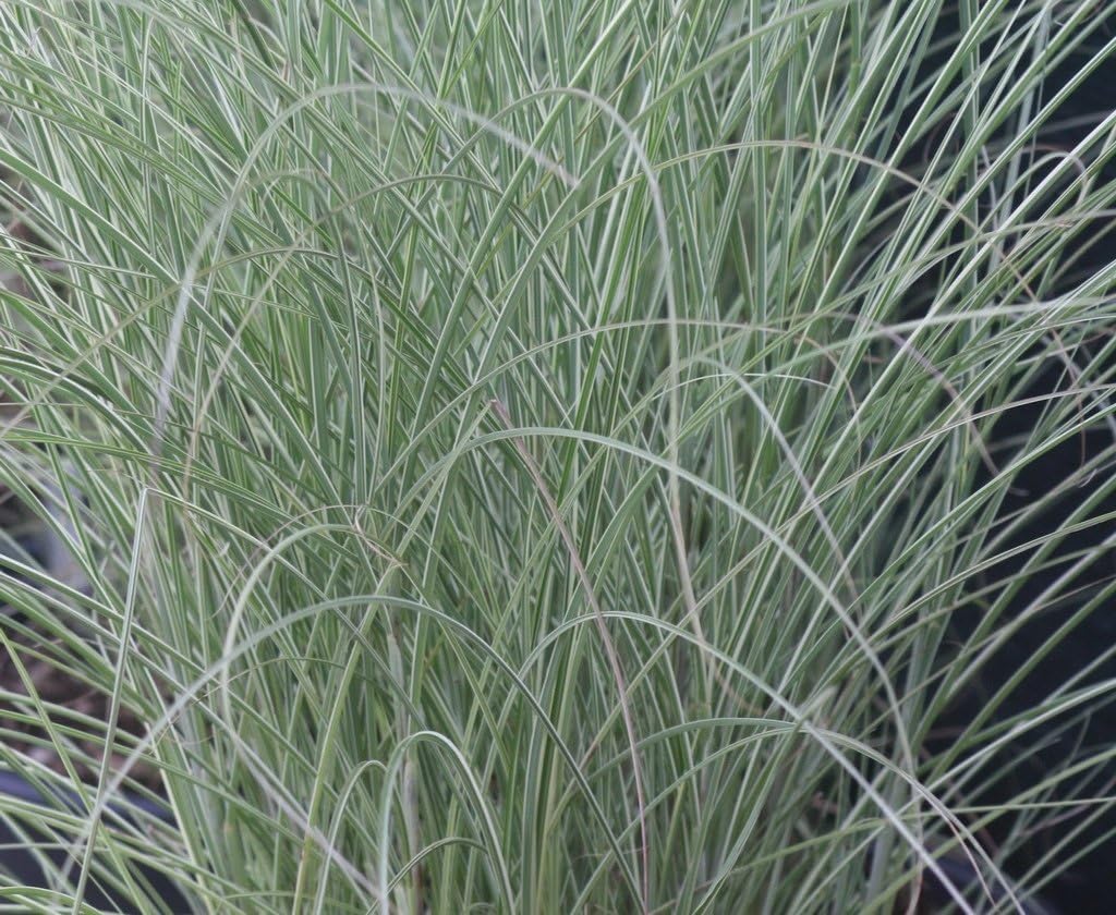 Miscanthus sinensis 'Morning Light' / Buntes Chinaschilf