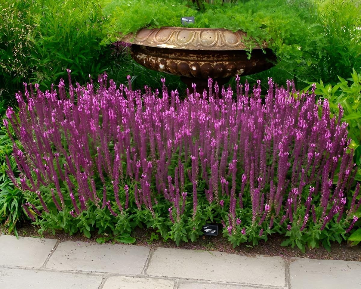 Salvia nemorosa 'Sensation Pink®' / Pinker Steppensalbei