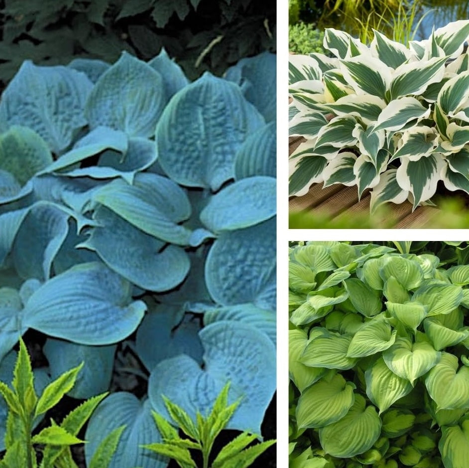 3 x Hosta Hybriden Kollektion / Funkien im Mix