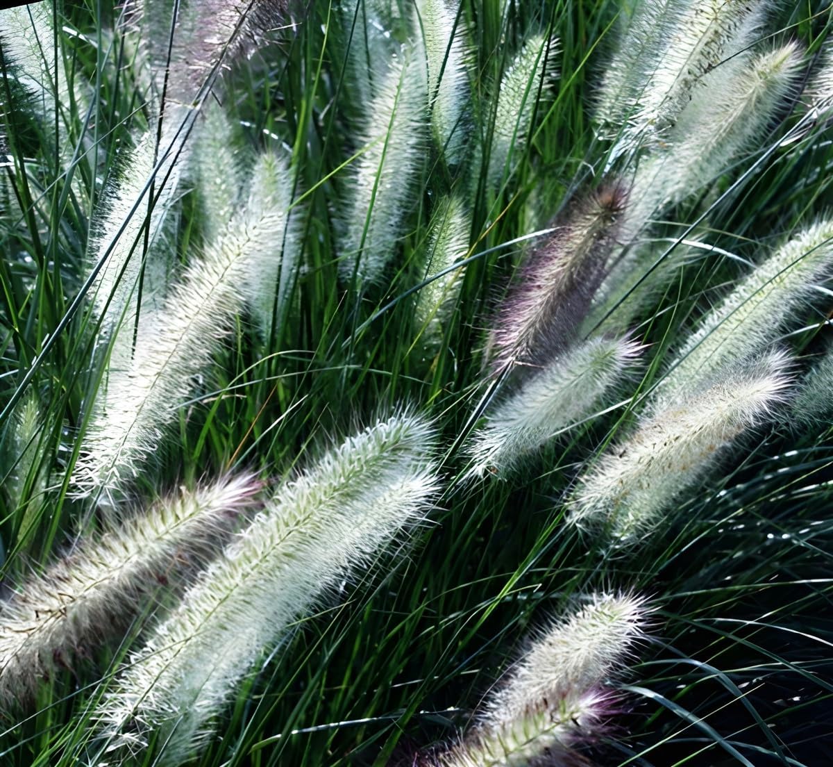 Pennisetum alopecuroides 'Foxrot' / Lampenputzergras