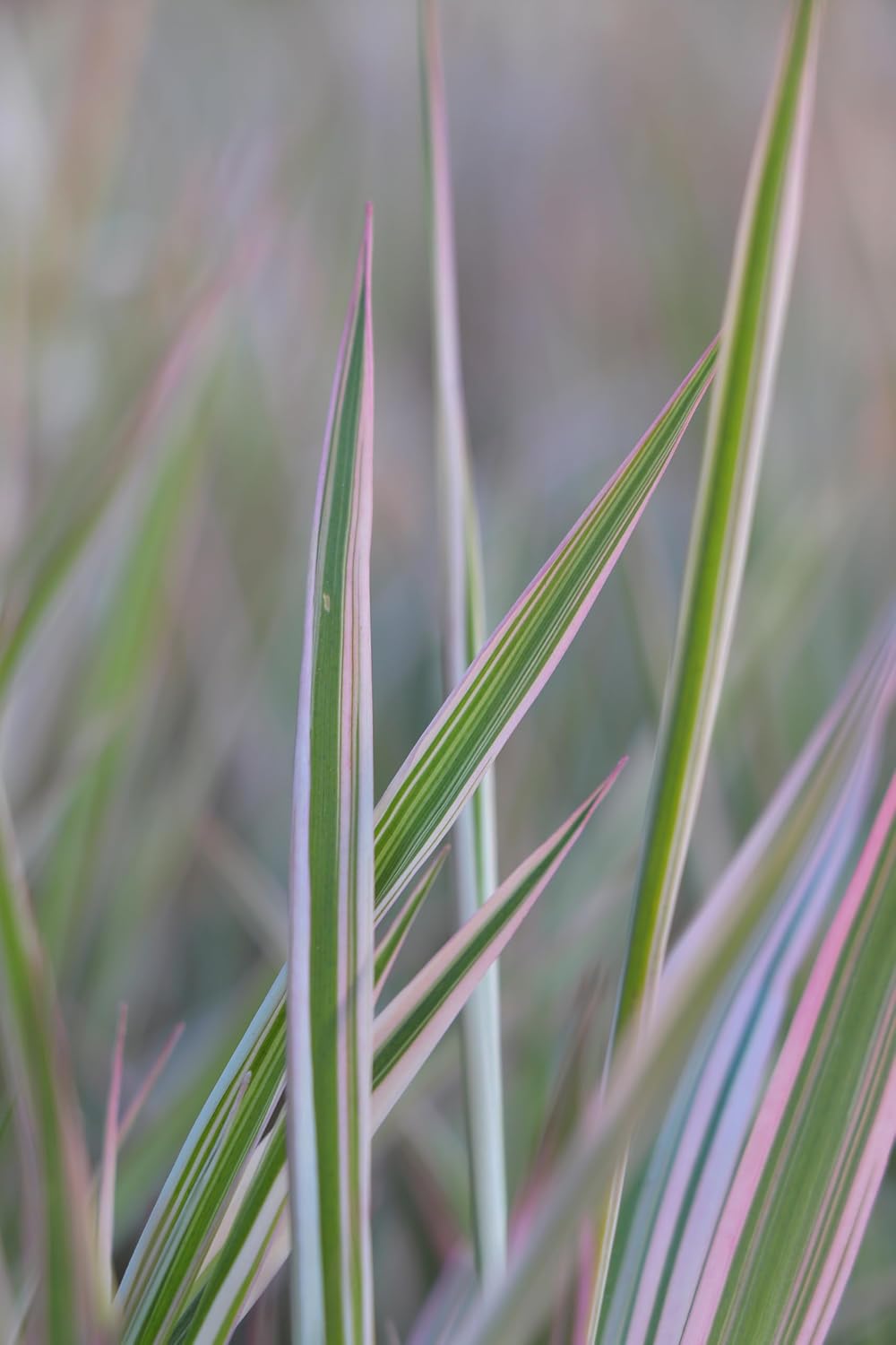 Phalaris arundinacea 'Feesey' / Rohrglanzgras
