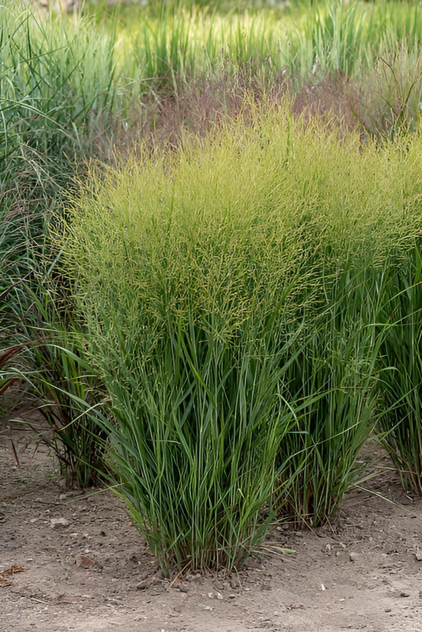 Panicum virgatum 'JS Buffalo Green' / Rutenhirse