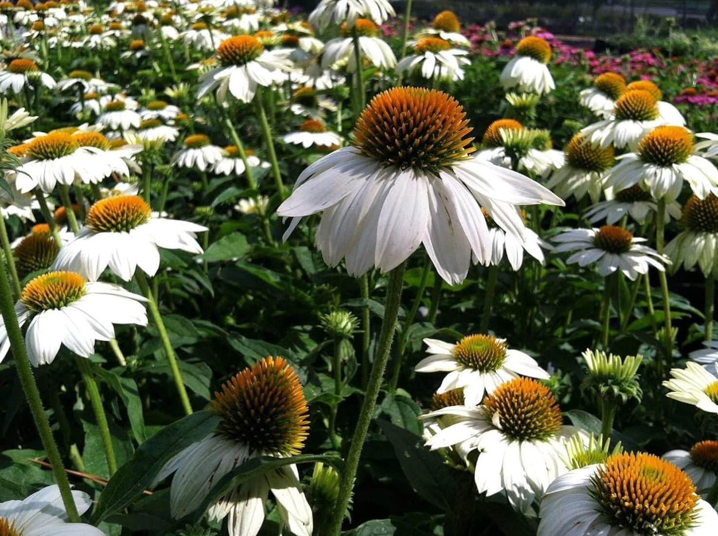 Echinacea purpurea 'PowWow White' / Scheinsonnenhut