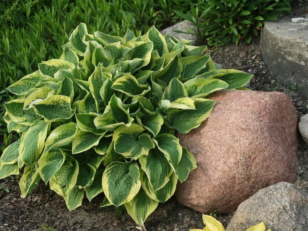 6 x Hosta Kollektion / Funkien im Mix