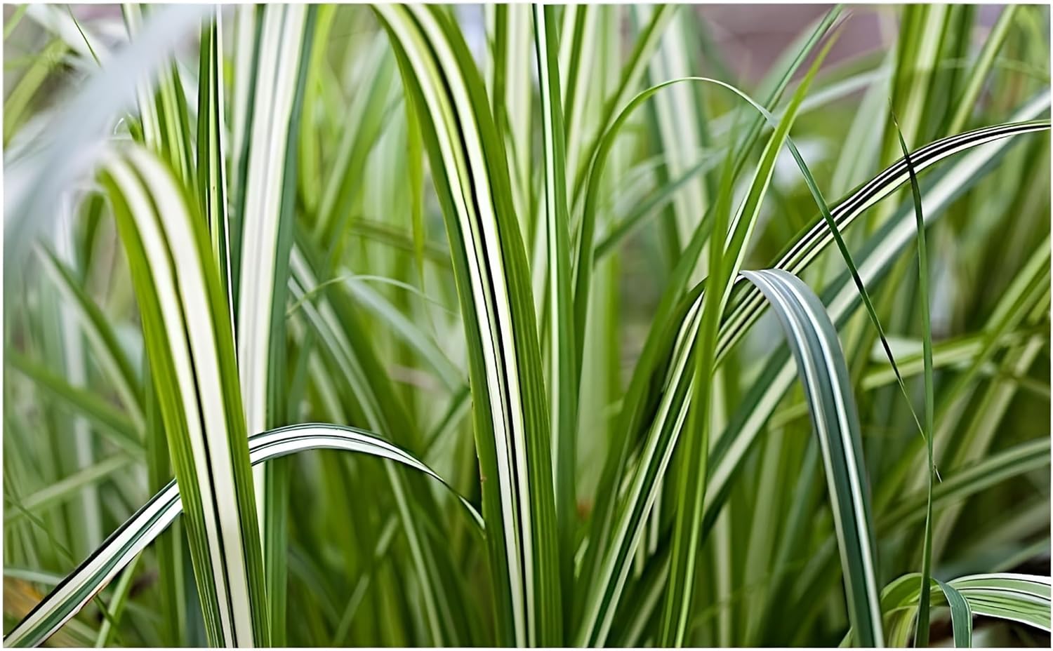 Miscanthus sinensis 'Cabaret' / Buntes großes Chinaschilf