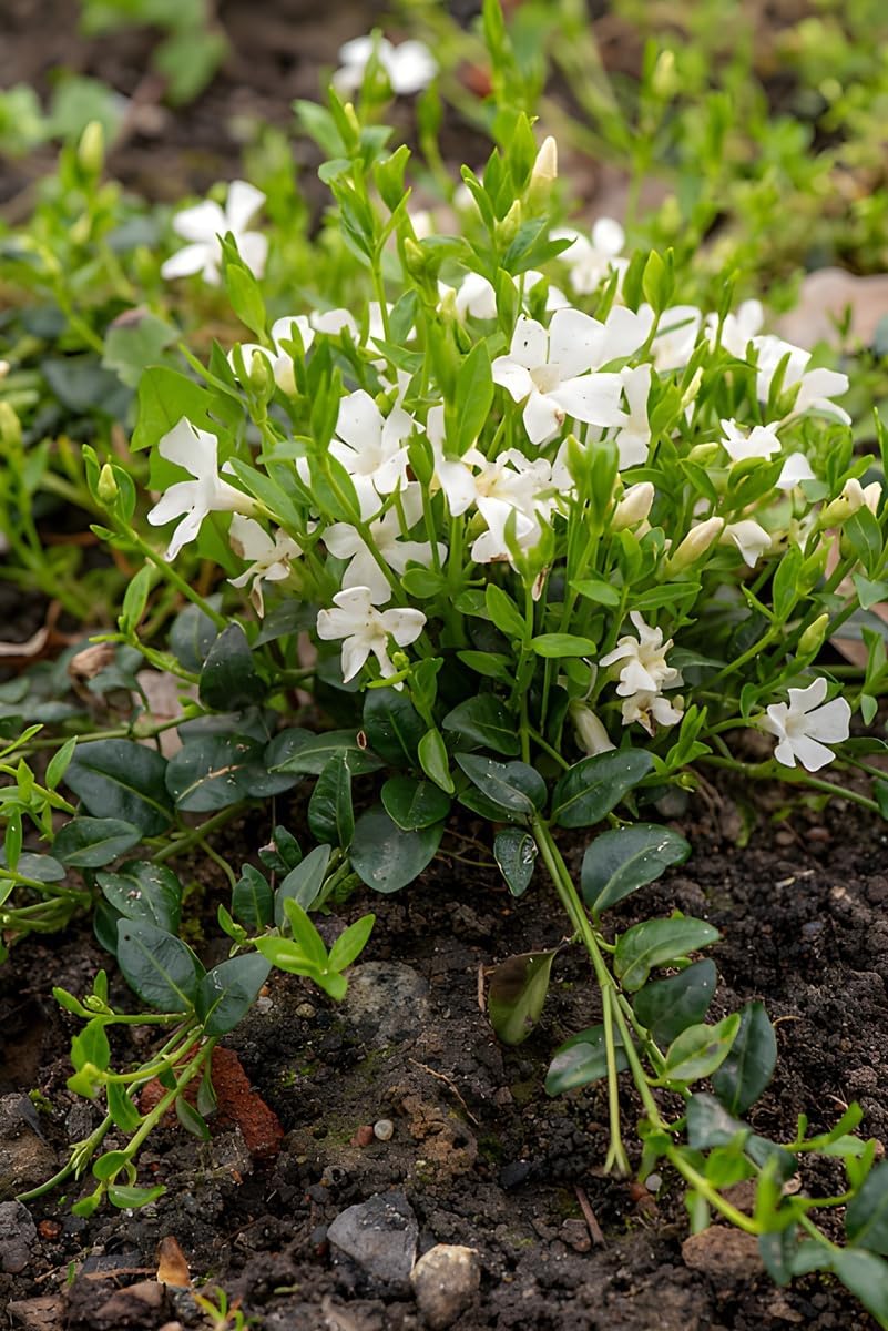 Vinca minor 'Gertrude Jekyll' / Kleines Immergrün