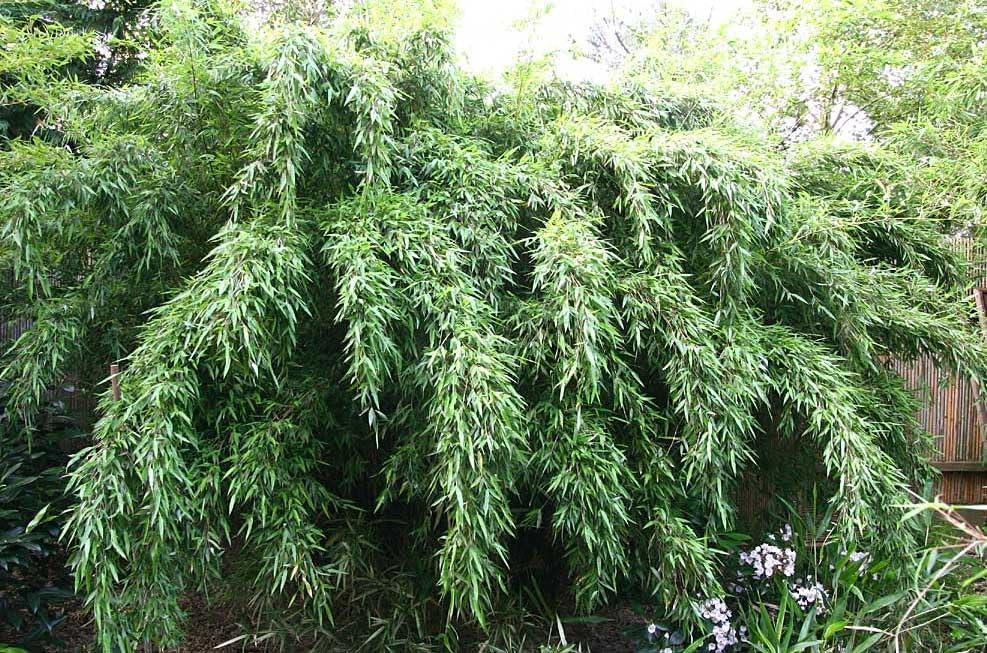 Fargesia denudata 'Lancaster 1' / Pandabambus XXL