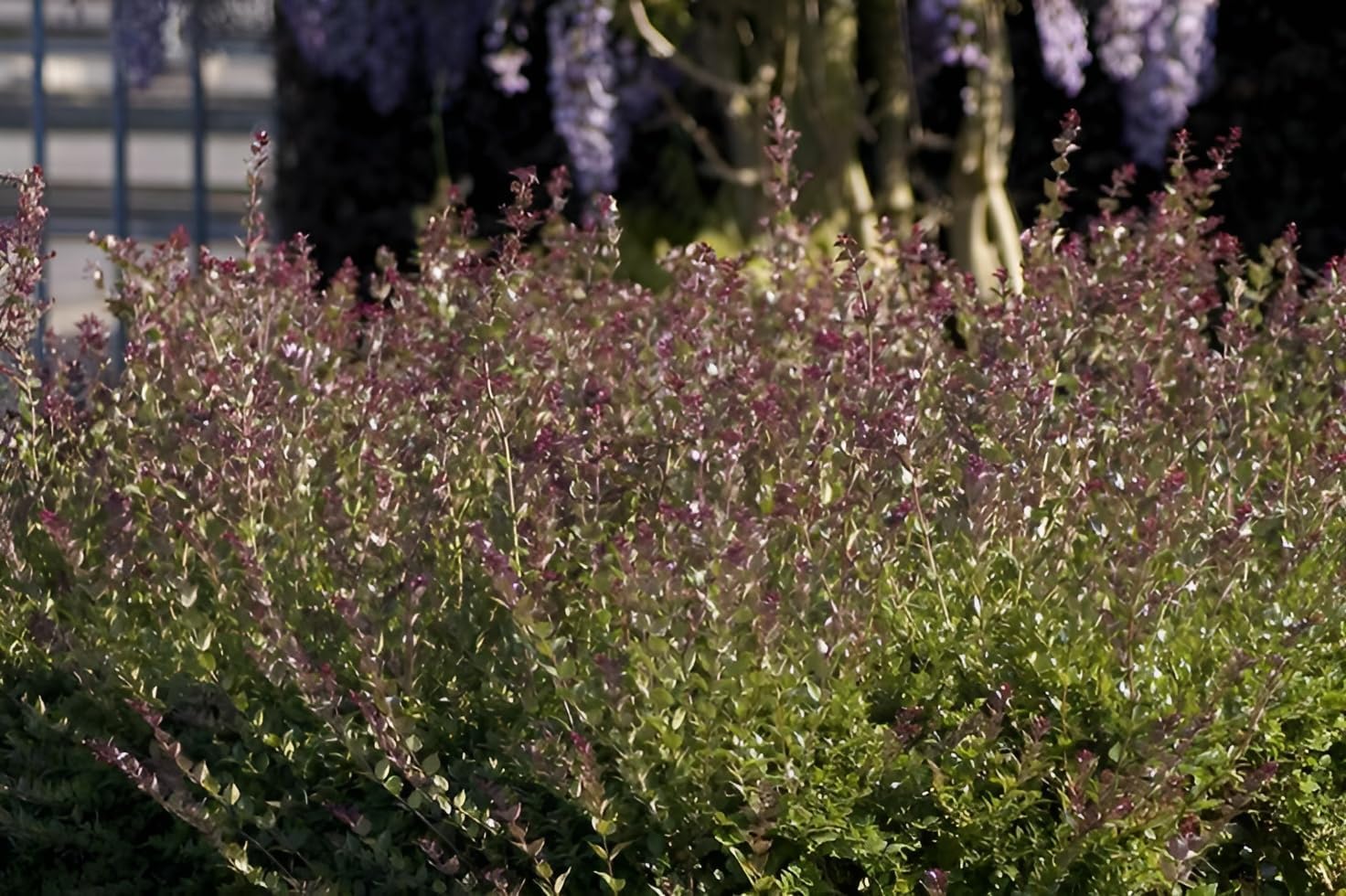 Lonicera nitida 'Red Tips‘ / Heckenmyrthe