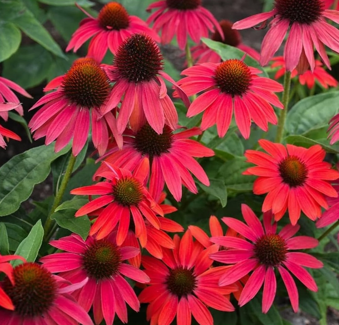 Echinacea purpurea ‚Lakota Red' / Scheinsonnenhut